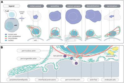 Actin Dynamics at the T Cell Synapse as Revealed by Immune-Related Actinopathies